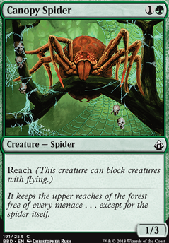 Canopy Spider Canopy Spider