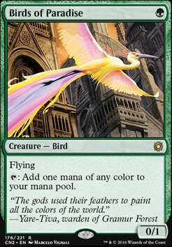 Featured card: Birds of Paradise