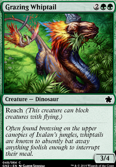 Grazing Whiptail Grazing Whiptail