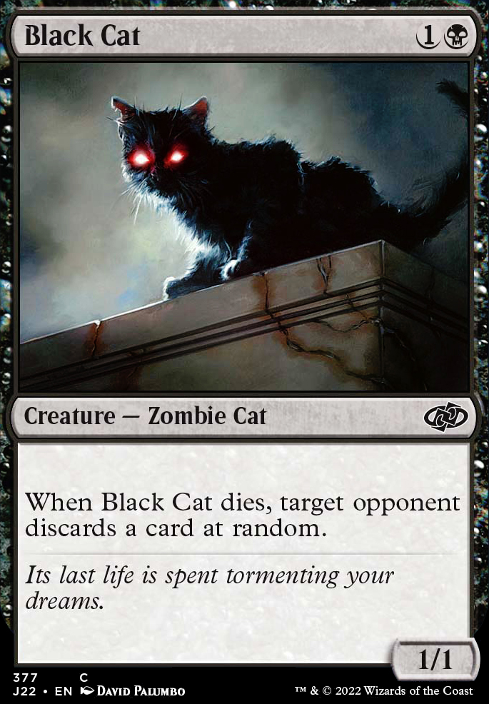 Black Cat feature for A Cat Too Is Fine