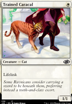 Featured card: Trained Caracal