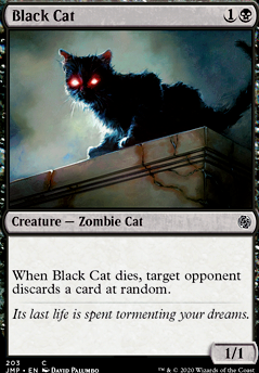 Black Cat Black Cat