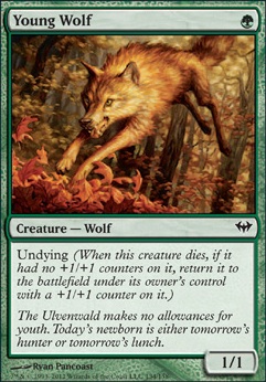 Featured card: Young Wolf