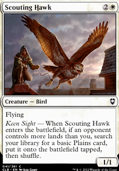 Scouting Hawk