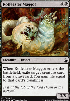 Rotfeaster Maggot