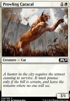 Featured card: Prowling Caracal