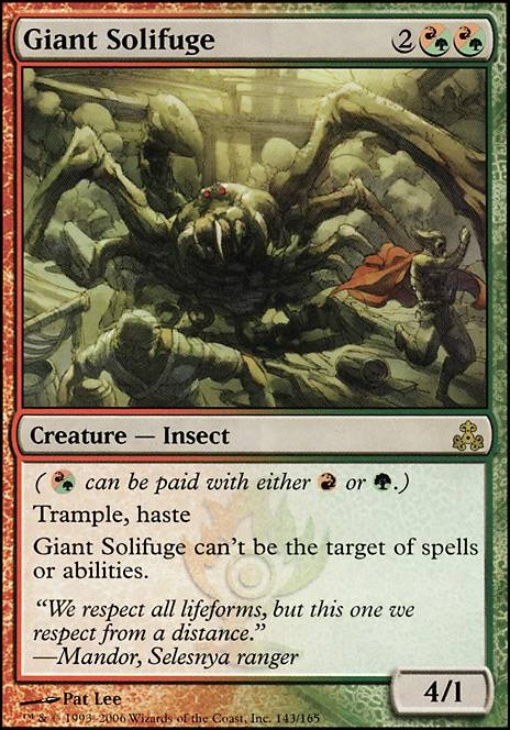 Giant Solifuge
