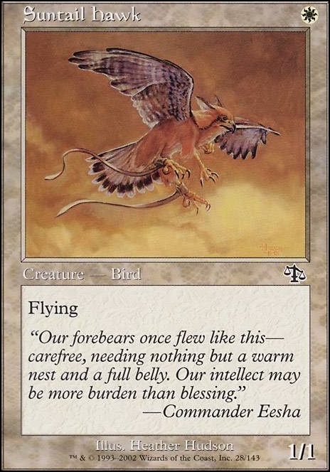 Suntail Hawk feature for Premodern Birds