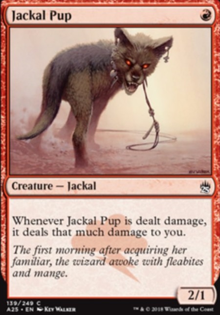 Jackal Pup