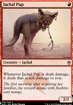 Jackal Pup