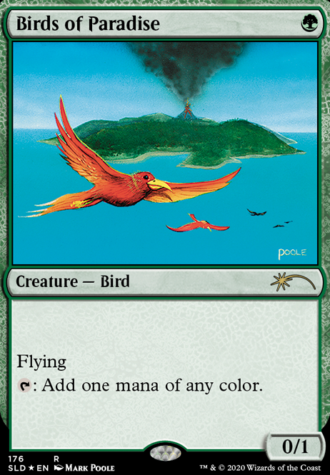 Featured card: Birds of Paradise