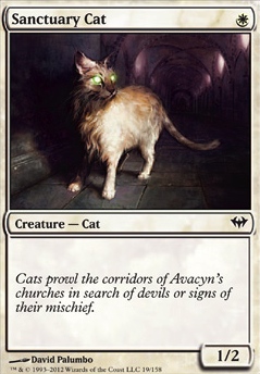 Sanctuary Cat feature for Every single cat card